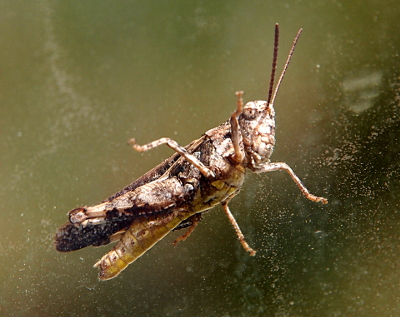 [Right and underside view of a brown grasshopper with its head and antenna facing upward as it is stuck to the glass of the window. The bright sunlight washes out the color, but it appears there are stripes on the rear legs. The window glass is speckled with dirt, but most of the grasshopper is clearly visible.]